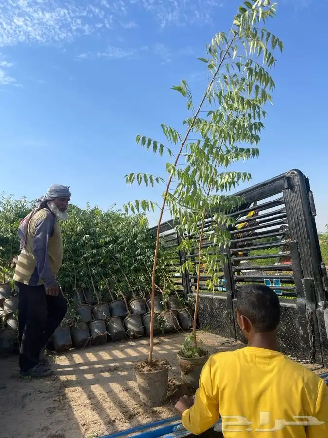 مشاتل التكامل لجميع الازهار والاشجار 0533351329 35