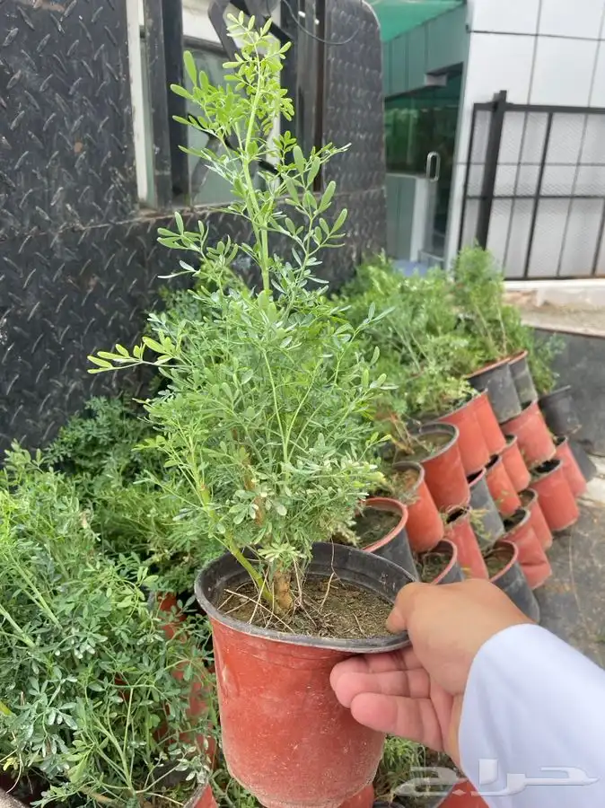 مشاتل التكامل لجميع انواع الاشجار و الشتلات 0533351329 15