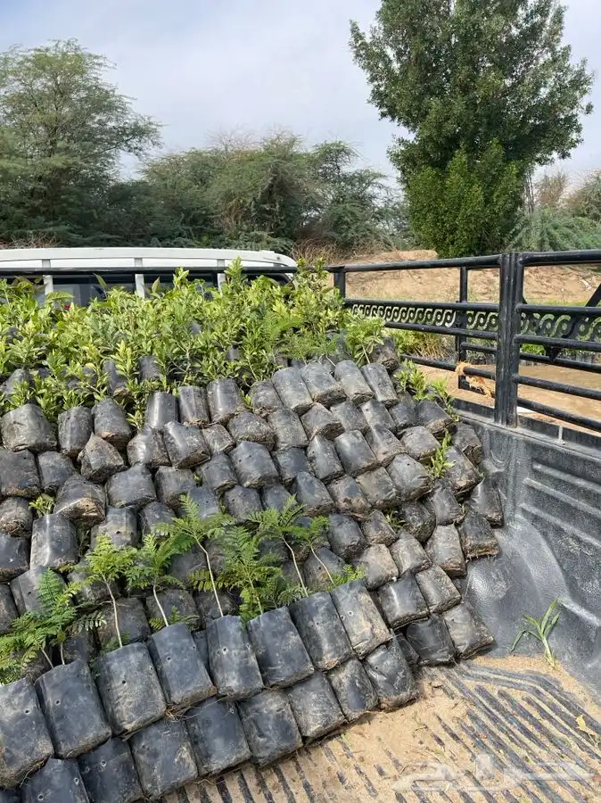 مشاتل التكامل لجميع انواع الاشجار و الشتلات 0533351329 29