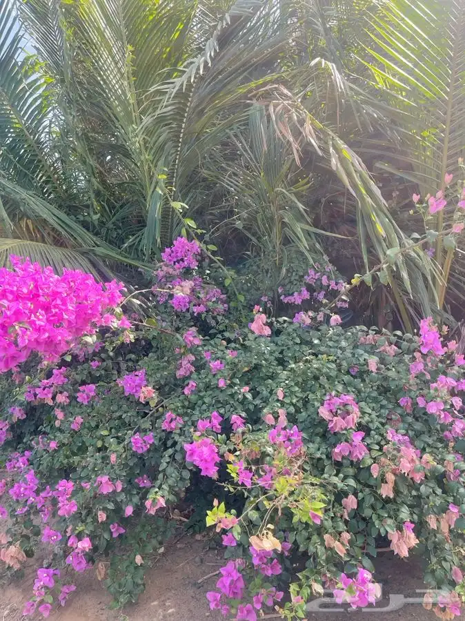 مشاتل التكامل لجميع الازهار والاشجار 0533351329 5