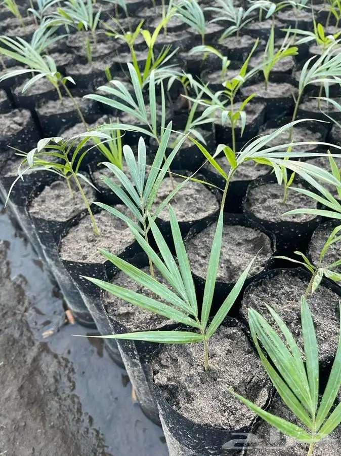 مشاتل التكامل لجميع الازهار والاشجار 0533351329 24