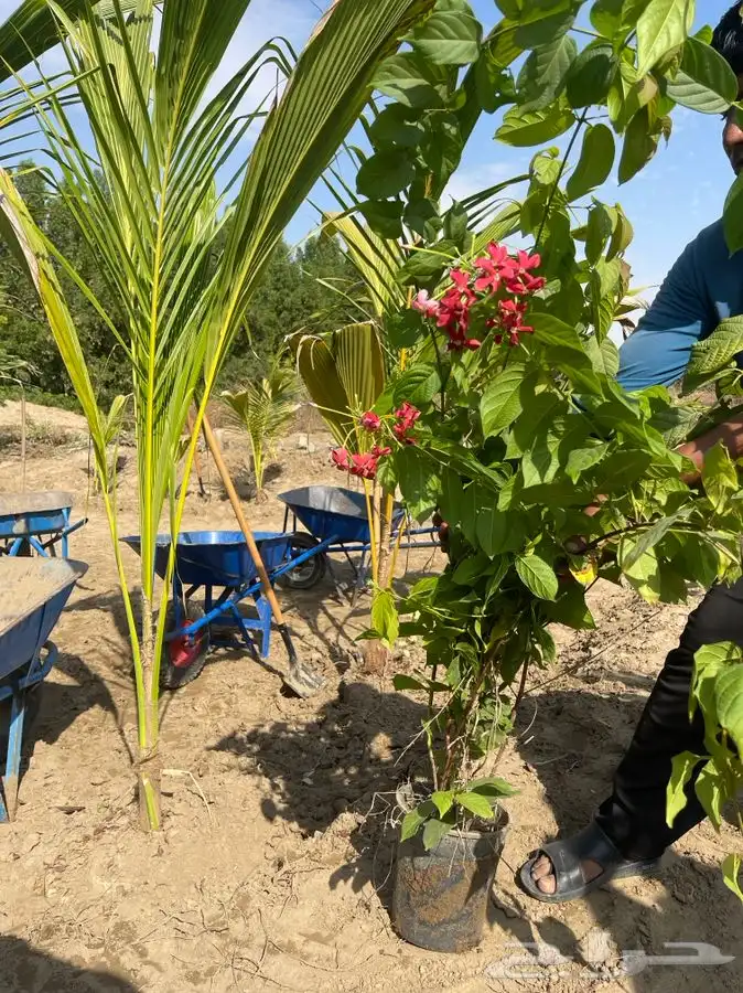 مشاتل التكامل لجميع الازهار والاشجار 0533351329 37