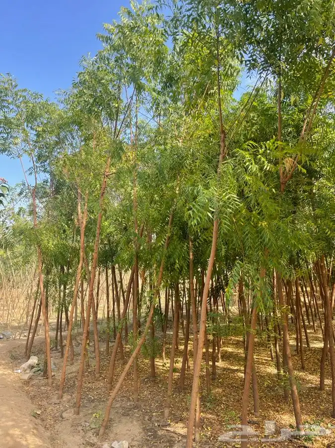 مشاتل التكامل لجميع الازهار والاشجار 0533351329 15