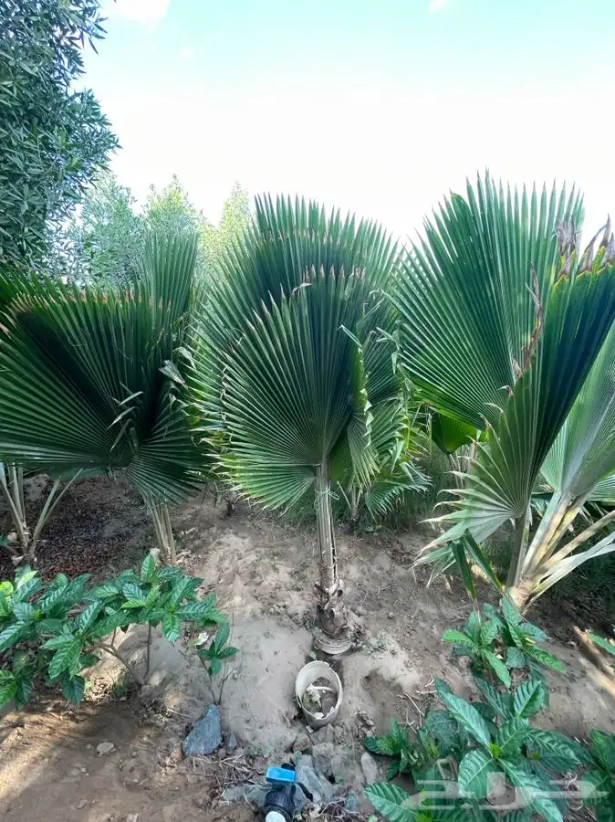 مشاتل التكامل لجميع الازهار والاشجار 0533351329 30