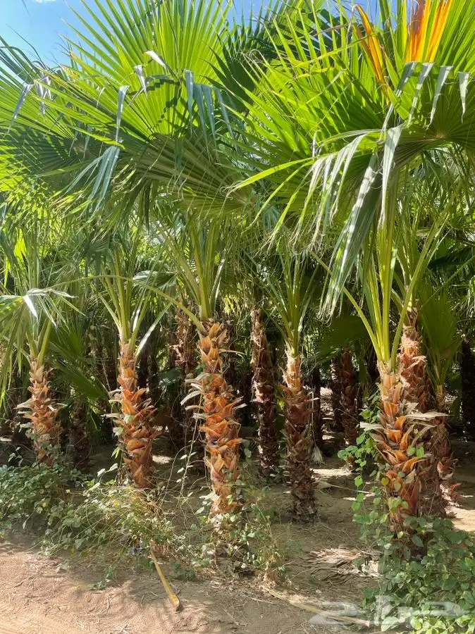 مشاتل التكامل لجميع الازهار والاشجار 0533351329 14