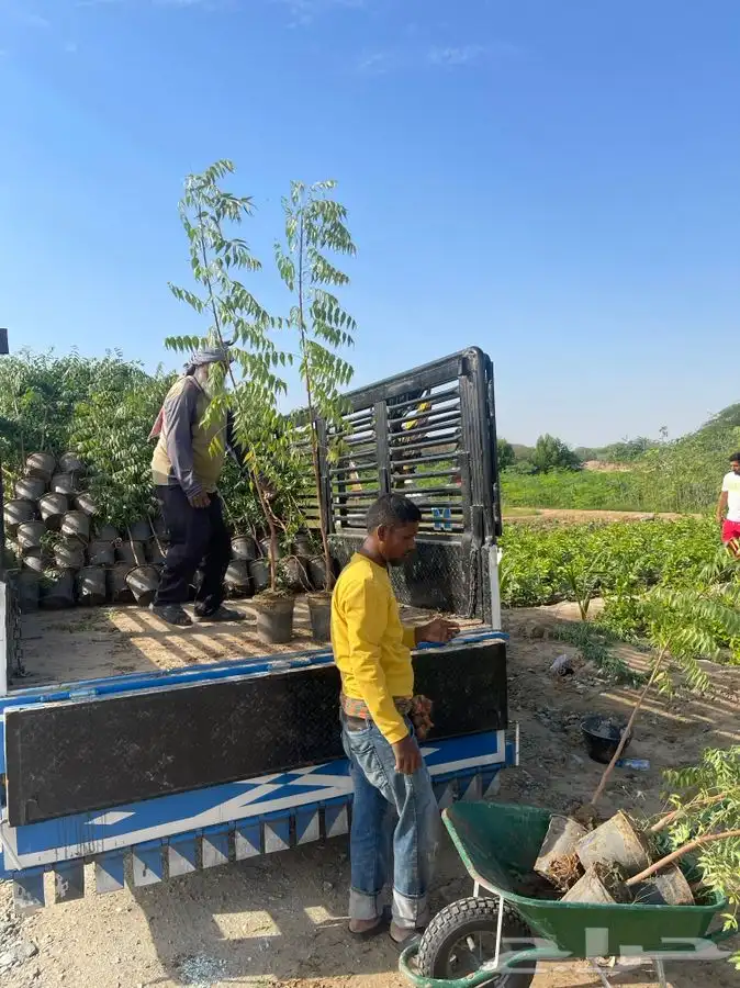 مشاتل التكامل لجميع الازهار والاشجار 0533351329 36