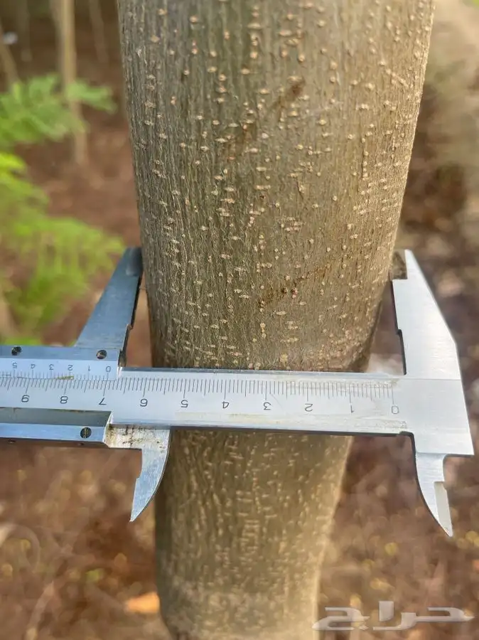 مشاتل التكامل لجميع الازهار والاشجار 0533351329 18