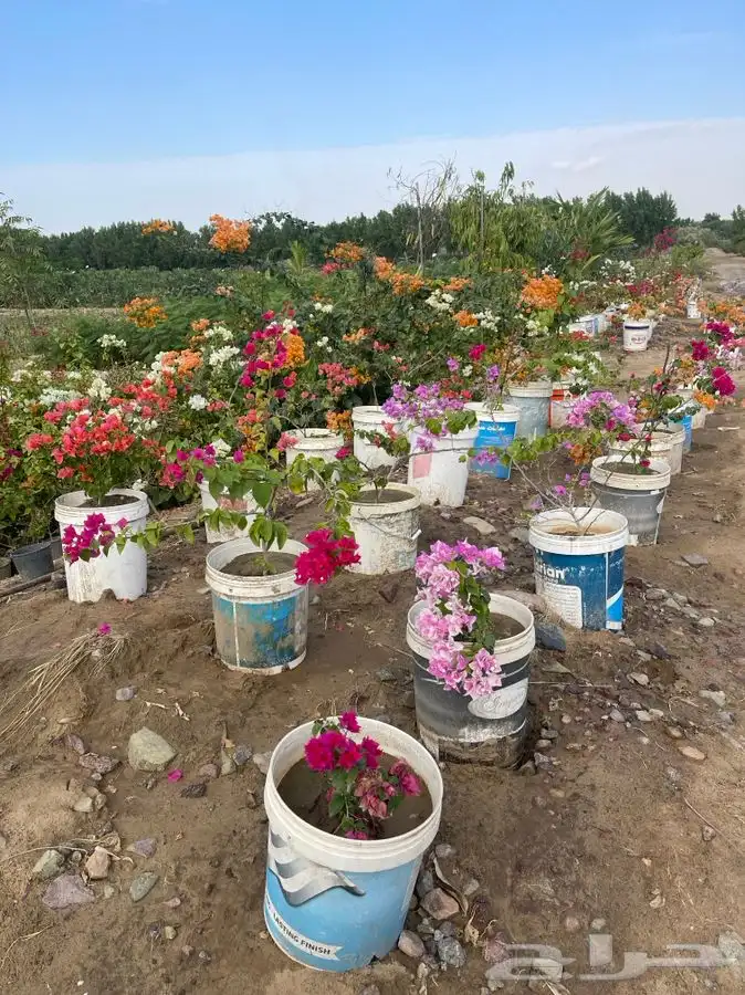 مشاتل التكامل لجميع الازهار والاشجار 0533351329 25