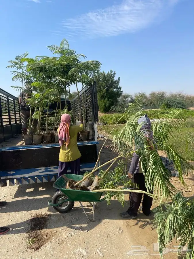 مشاتل التكامل لجميع الازهار والاشجار 0533351329 38