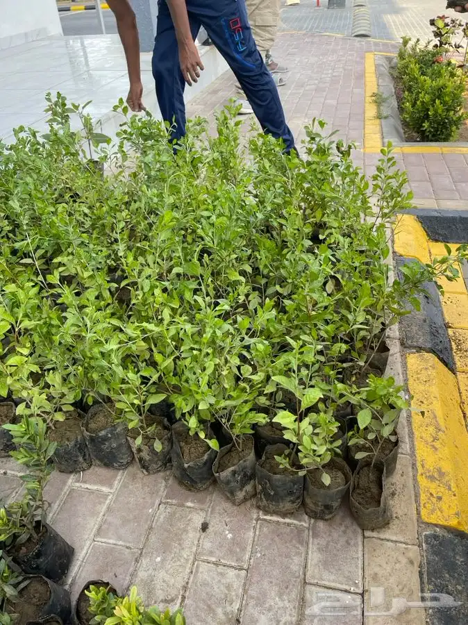 مشاتل التكامل لجميع انواع الاشجار و الشتلات 0533351329 21