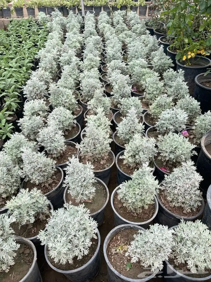 مشاتل التكامل لجميع انواع الاشجار و الشتلات 0533351329 17