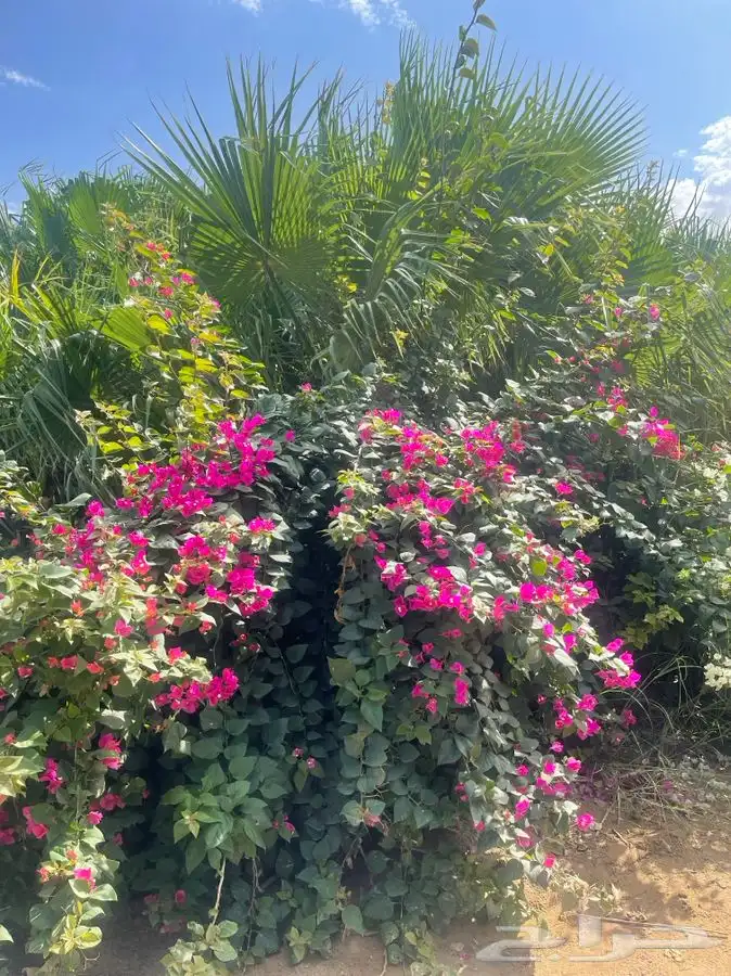 مشاتل التكامل لجميع الازهار والاشجار 0533351329 4