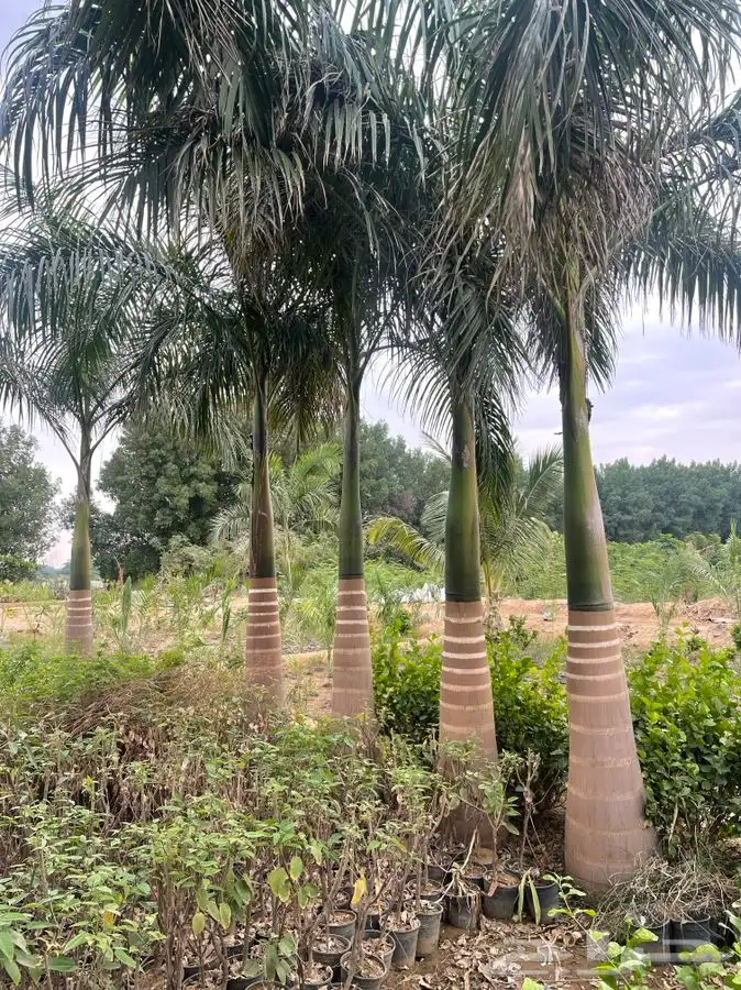 مشاتل التكامل لجميع الازهار والاشجار 0533351329 34