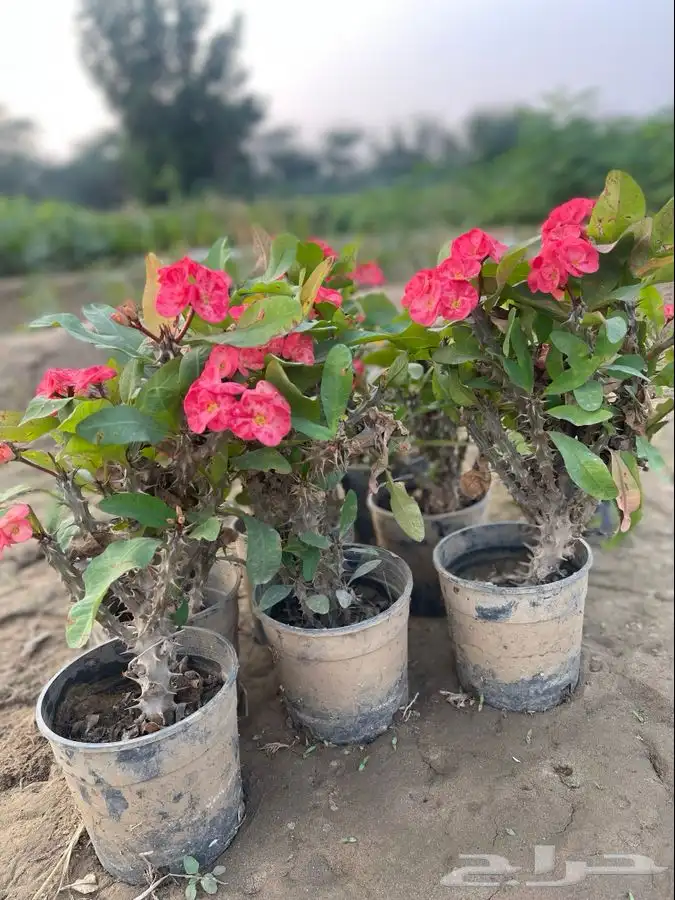 مشاتل التكامل لجميع الازهار والاشجار 0533351329 0