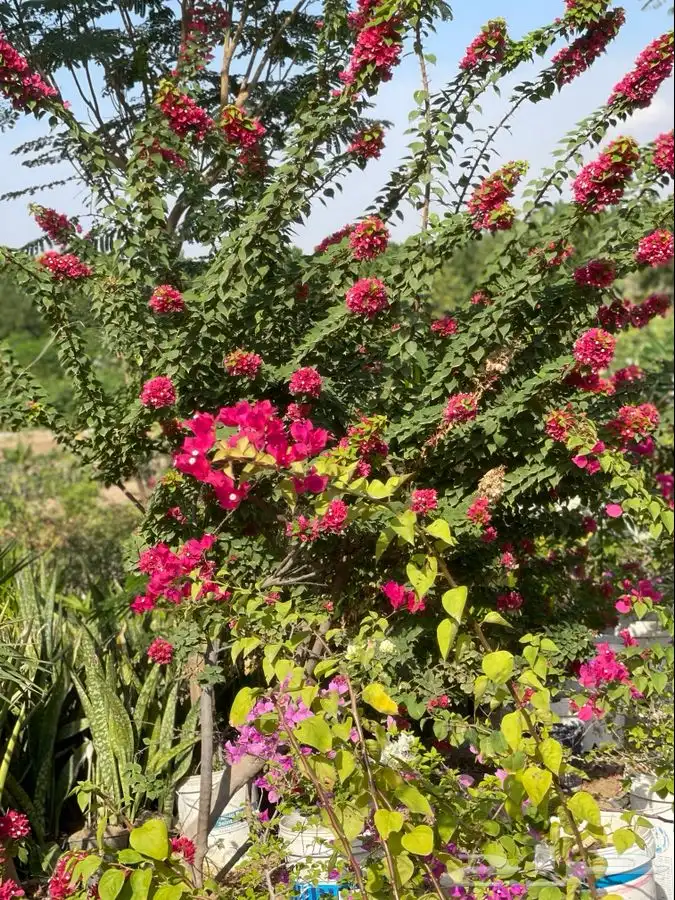 مشاتل التكامل لجميع الازهار والاشجار 0533351329 28