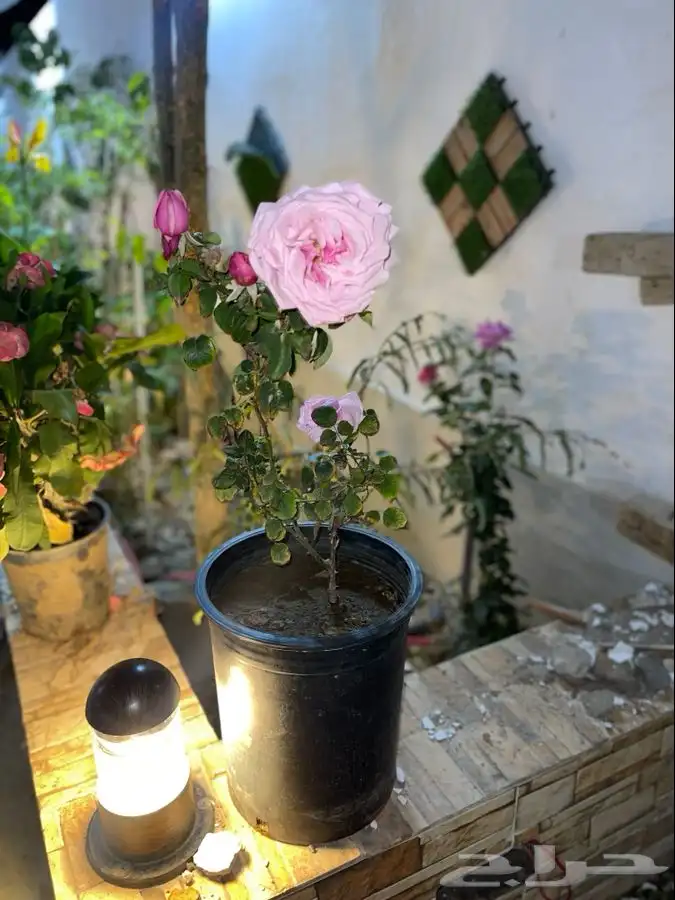 مشاتل التكامل لجميع انواع الاشجار و الشتلات 0533351329 12