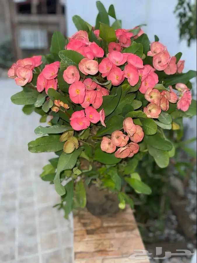 مشاتل التكامل لجميع الازهار والاشجار 0533351329 3