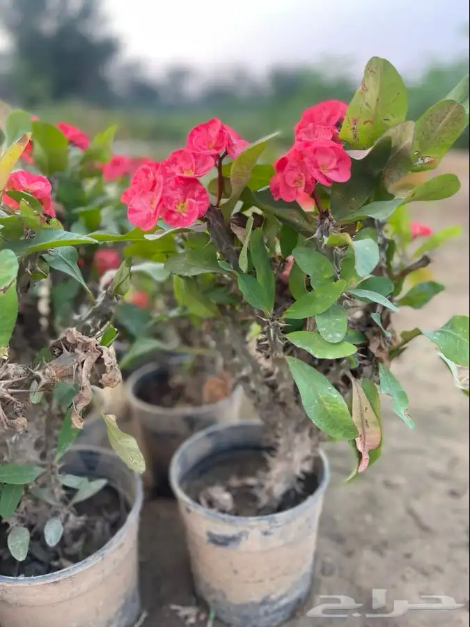 مشاتل التكامل لجميع انواع الاشجار و الشتلات 0533351329 18
