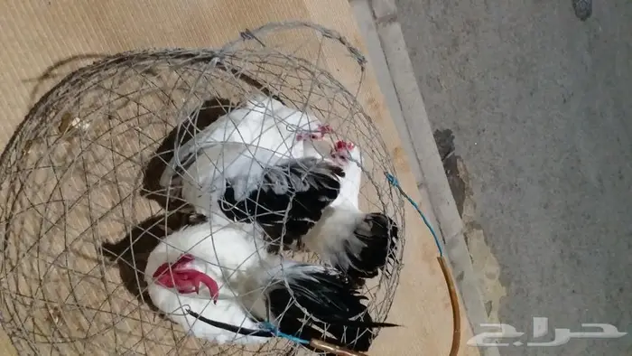 دجاج جبنيز بانتيوم بجده ذهبان 5