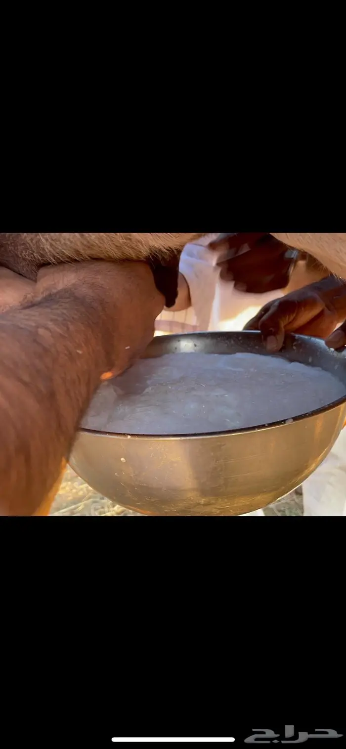 ناقه خلفه حمرا دم حليب غزير وهداوهتم البيع 0