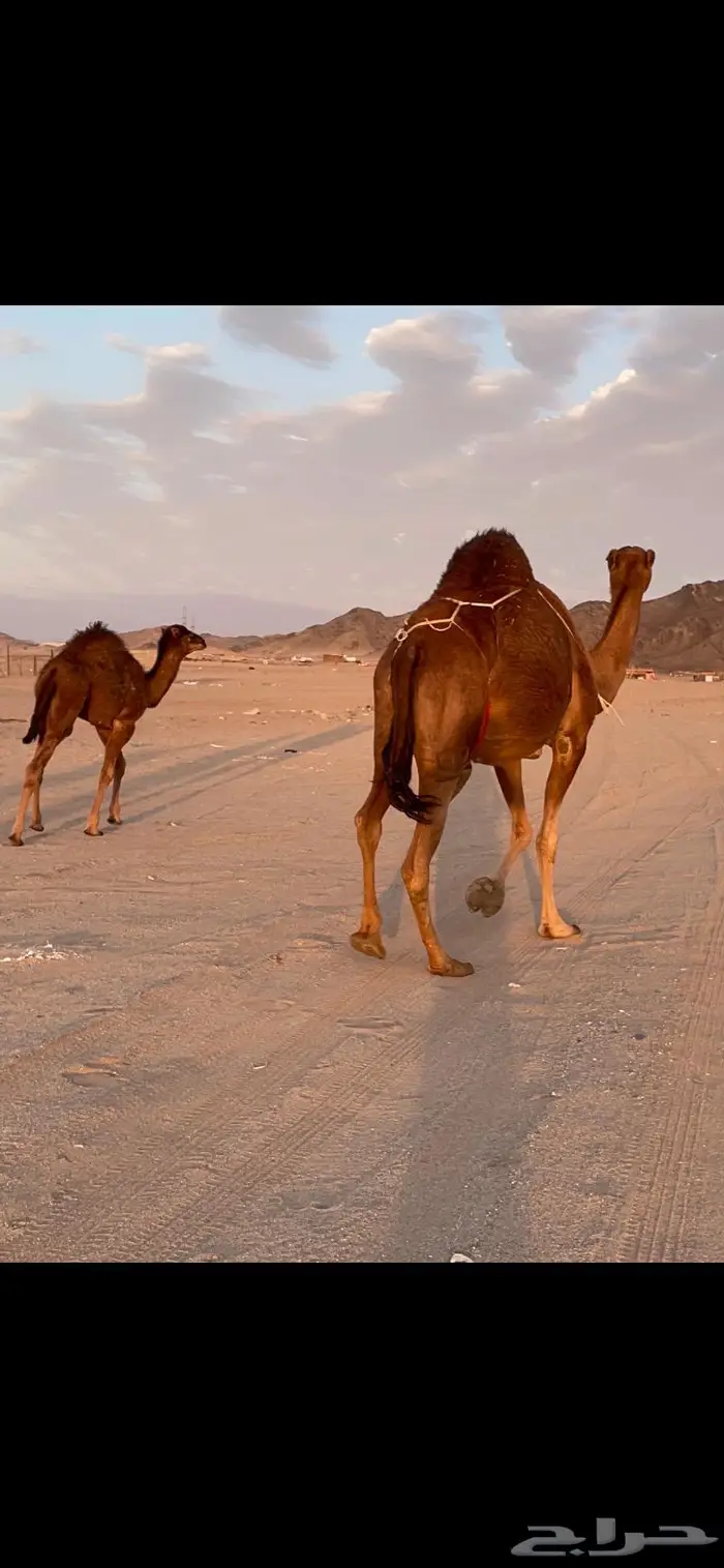 ناقه خلفه حمرا دم حليب غزير وهداوهتم البيع 3