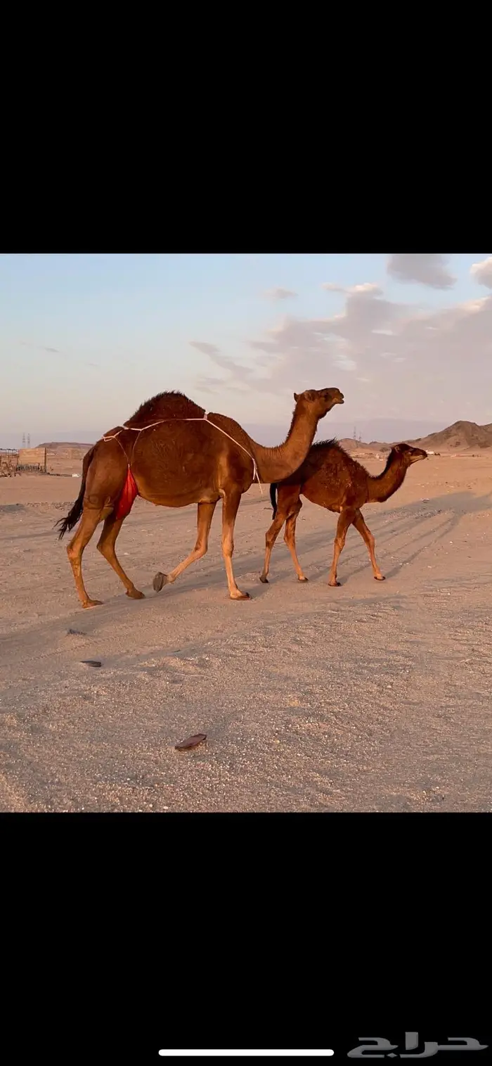 ناقه خلفه حمرا دم حليب غزير وهداوهتم البيع 4