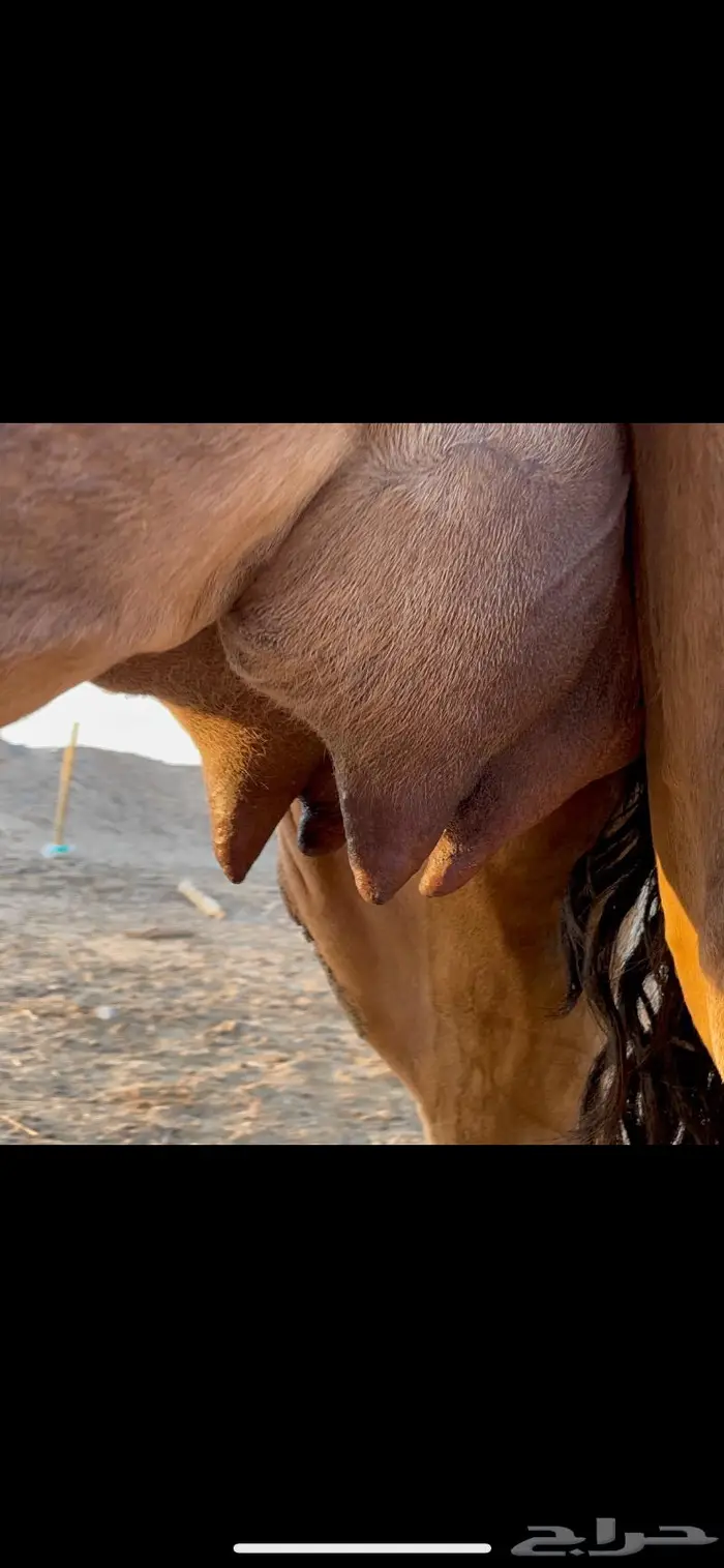ناقه خلفه حمرا دم حليب غزير وهداوهتم البيع 5
