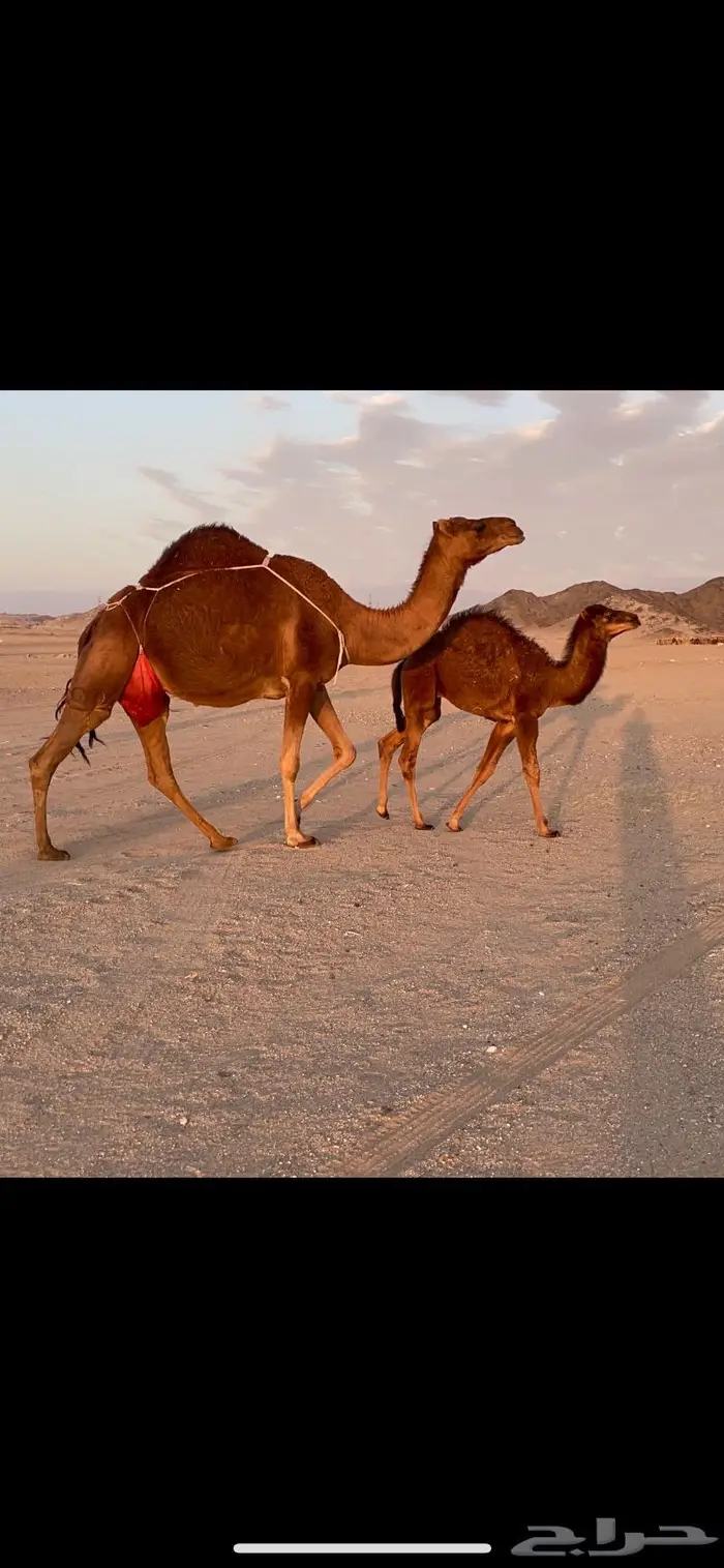 ناقه خلفه حمرا دم حليب غزير وهداوهتم البيع 6