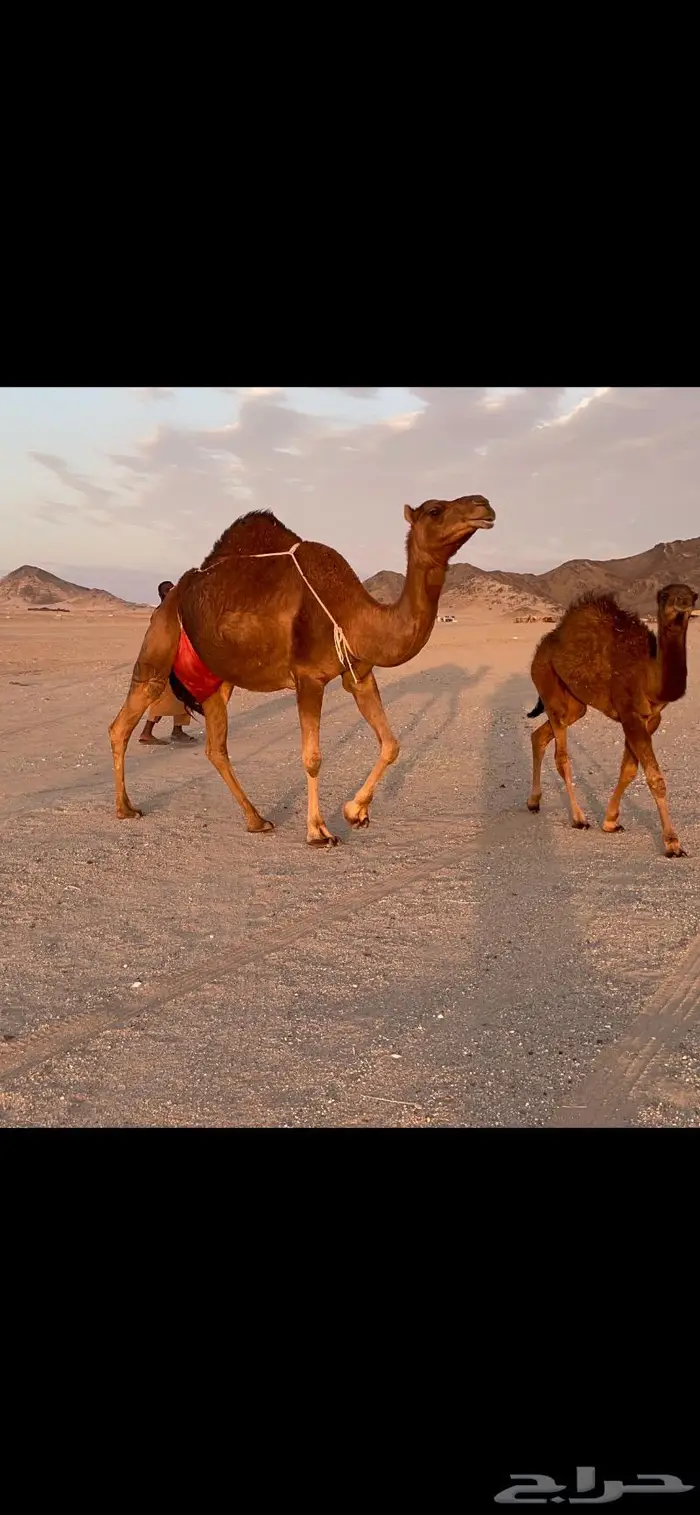 ناقه خلفه حمرا دم حليب غزير وهداوهتم البيع 7