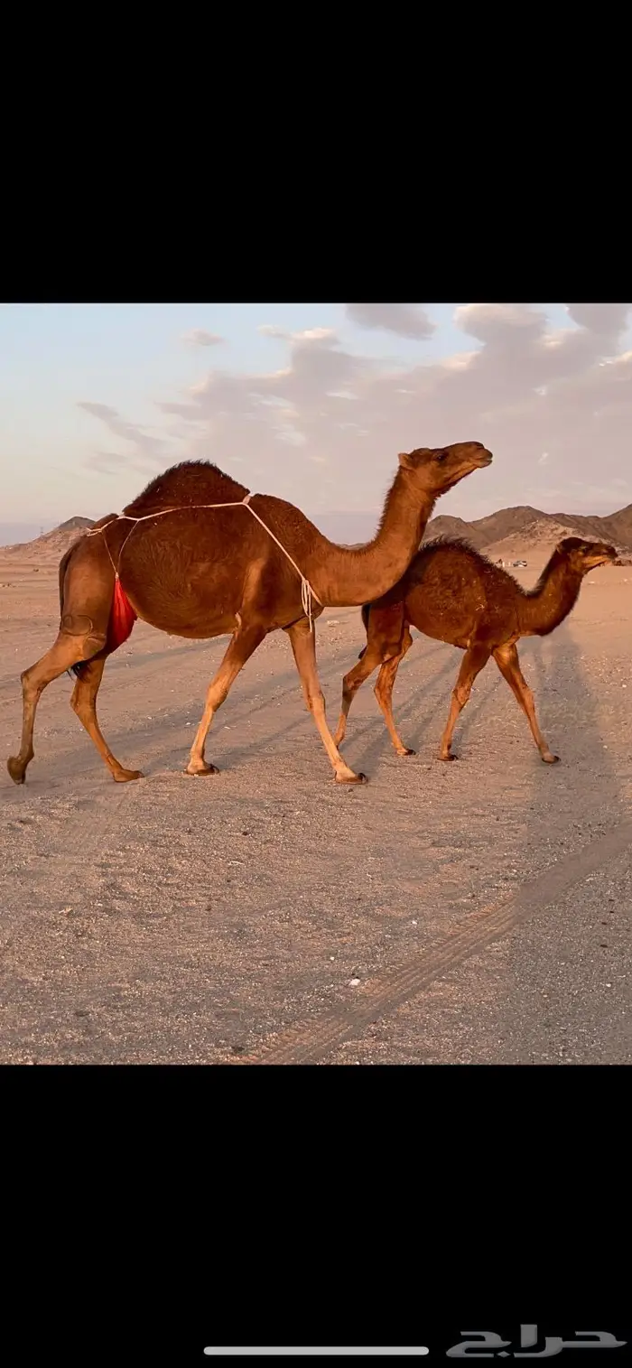 ناقه خلفه حمرا دم حليب غزير وهداوهتم البيع 8