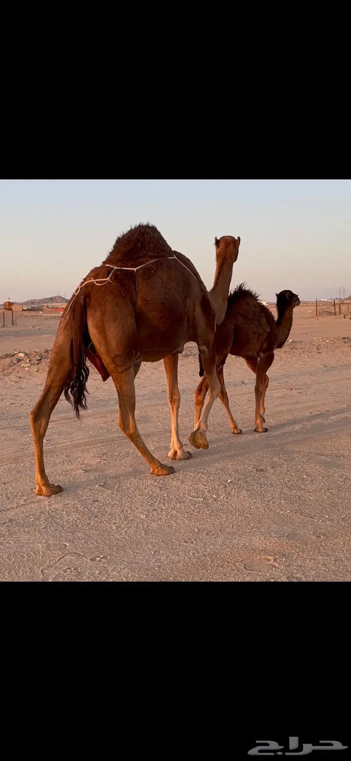 ناقه خلفه حمرا دم حليب غزير وهداوهتم البيع 9