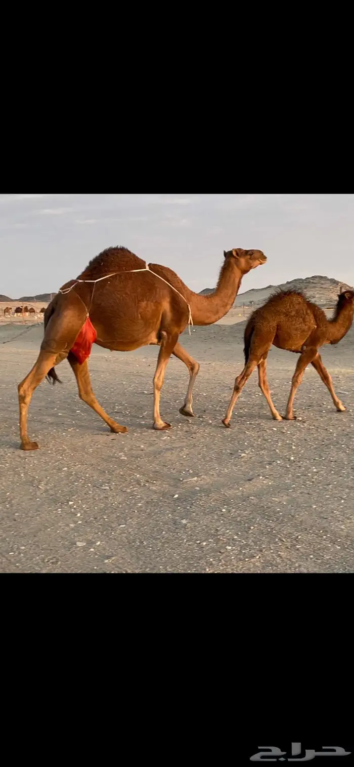 ناقه خلفه حمرا دم حليب غزير وهداوهتم البيع 10