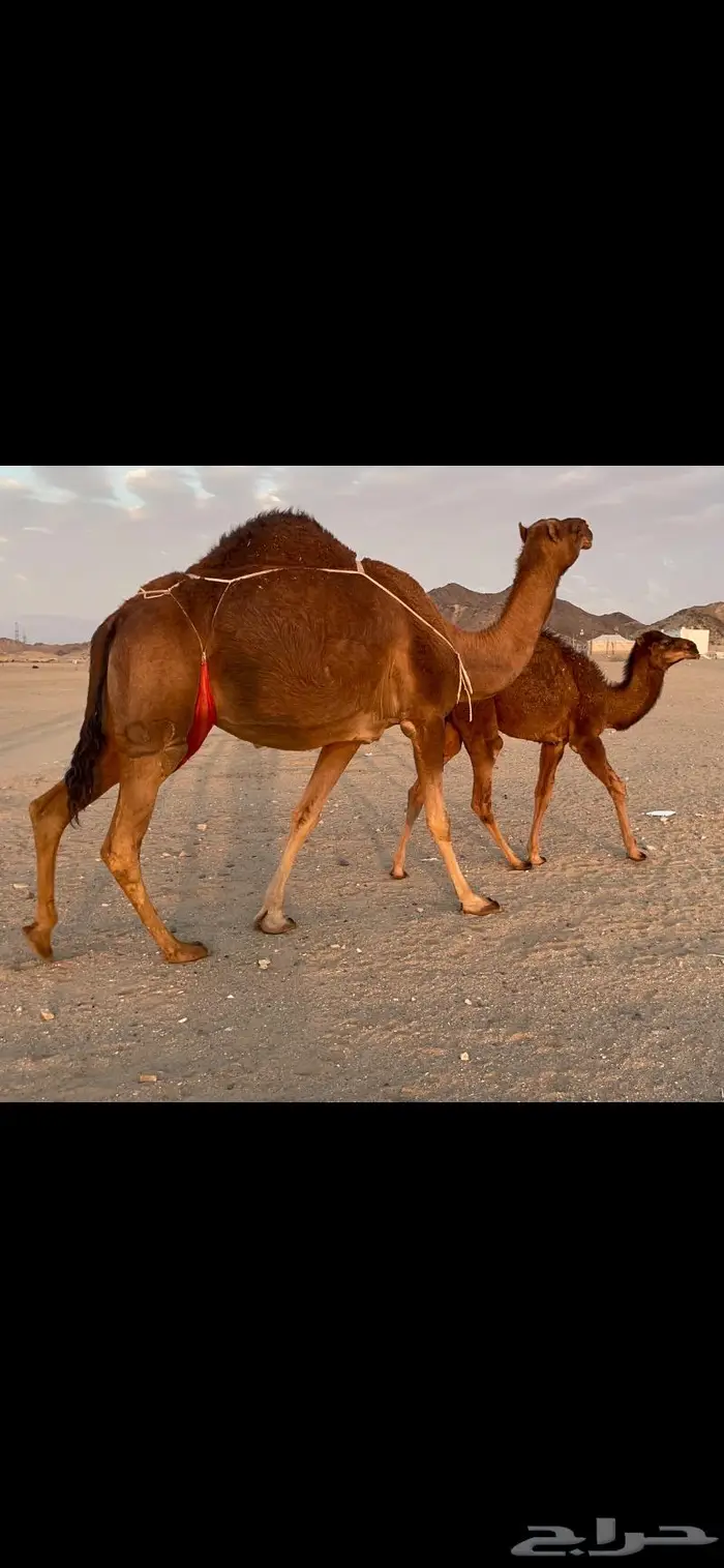 ناقه خلفه حمرا دم حليب غزير وهداوهتم البيع 11