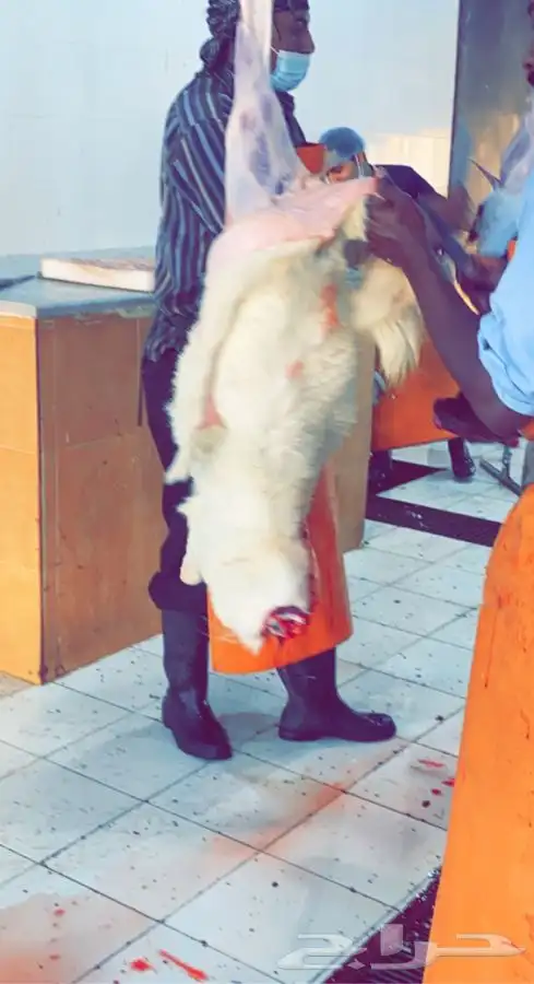 ذبايح خرفان ورخال حريه من غنم شهران مع سلخ وتوصيل ت التقيم 16