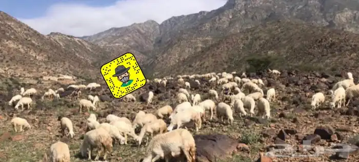 ذبايح خرفان ورخال حريه من غنم شهران مع سلخ وتوصيل ت التقيم 17