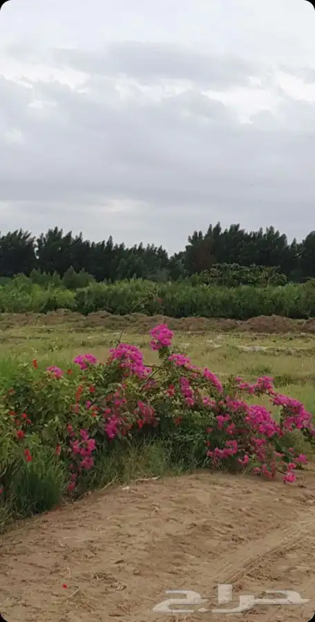 مشاتل التكامل الخضراء لجميع انوا الاشجار 0533351329 7