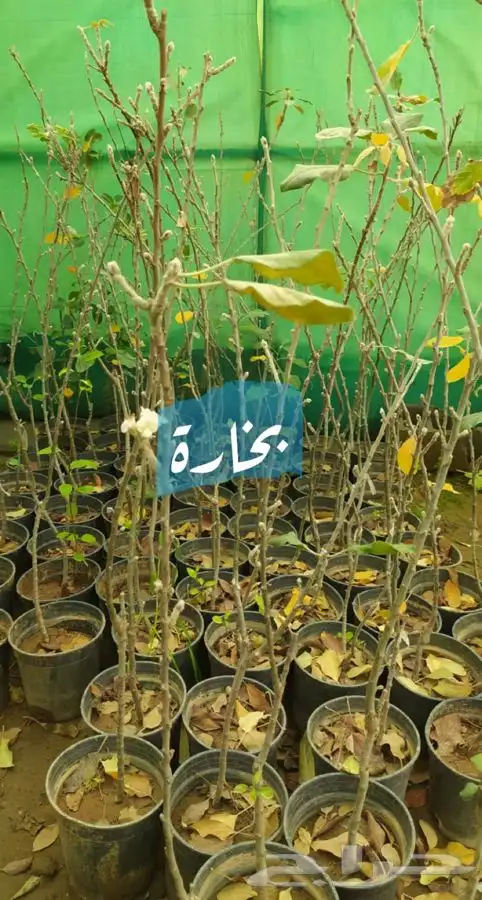 شتل فواكه مثمره 6