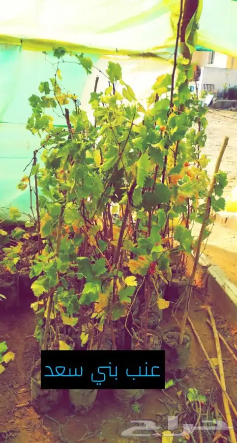 شتل فواكه مثمره 7