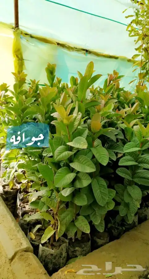 شتل فواكه مثمره 4