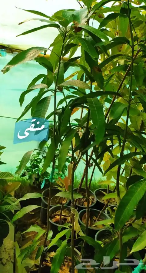 شتل فواكه مثمره 13