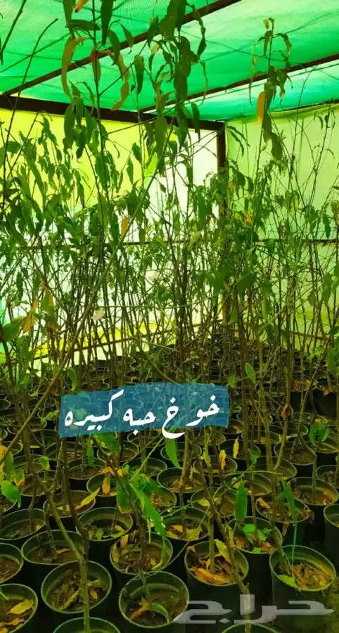 شتل فواكه مثمره 3