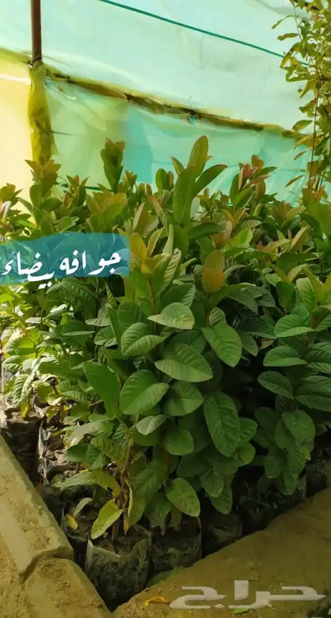 شتل فواكه مثمره 5