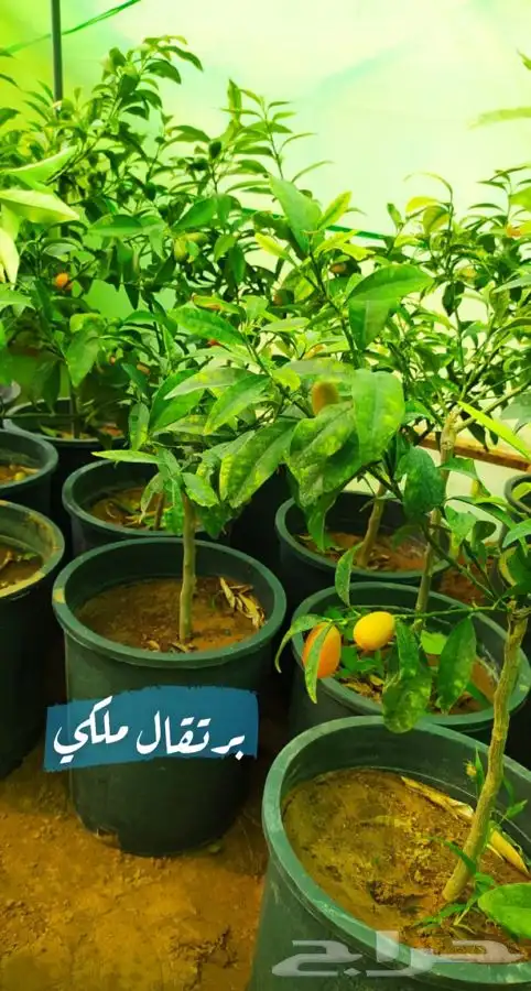 شتل فواكه مثمره 0