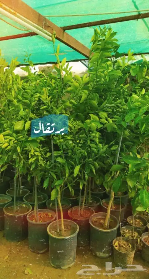 شتل فواكه مثمره 1