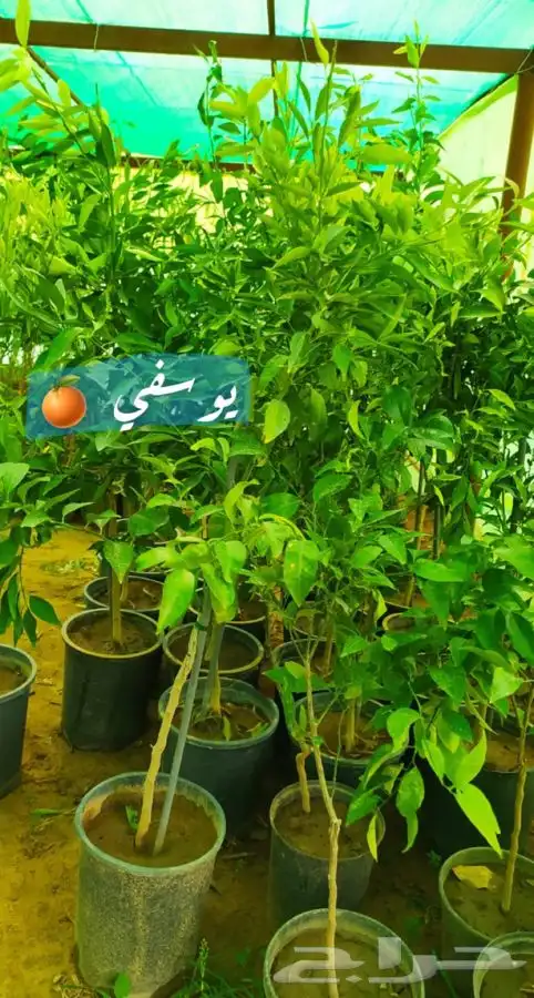 شتل فواكه مثمره 2