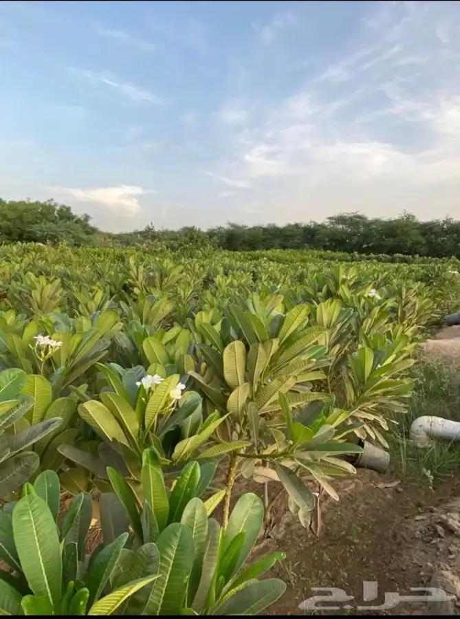 مشاتل التكامل الخضراء لجميع انوا الاشجار 0533351329 3