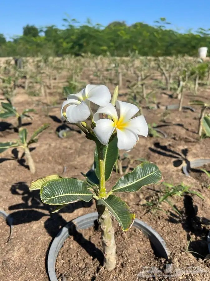 مشاتل التكامل الخضراء لجميع انوا الاشجار 0533351329 0