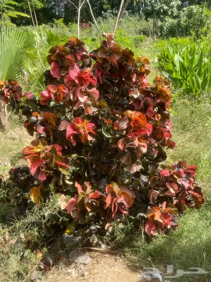 مشاتل التكامل الخضراء لجميع انوا الاشجار 0533351329 8