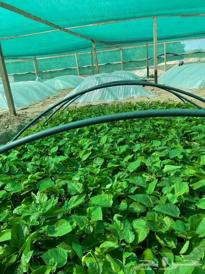 مشاتل التكامل الخضراء لجميع انوا الاشجار 0533351329 10