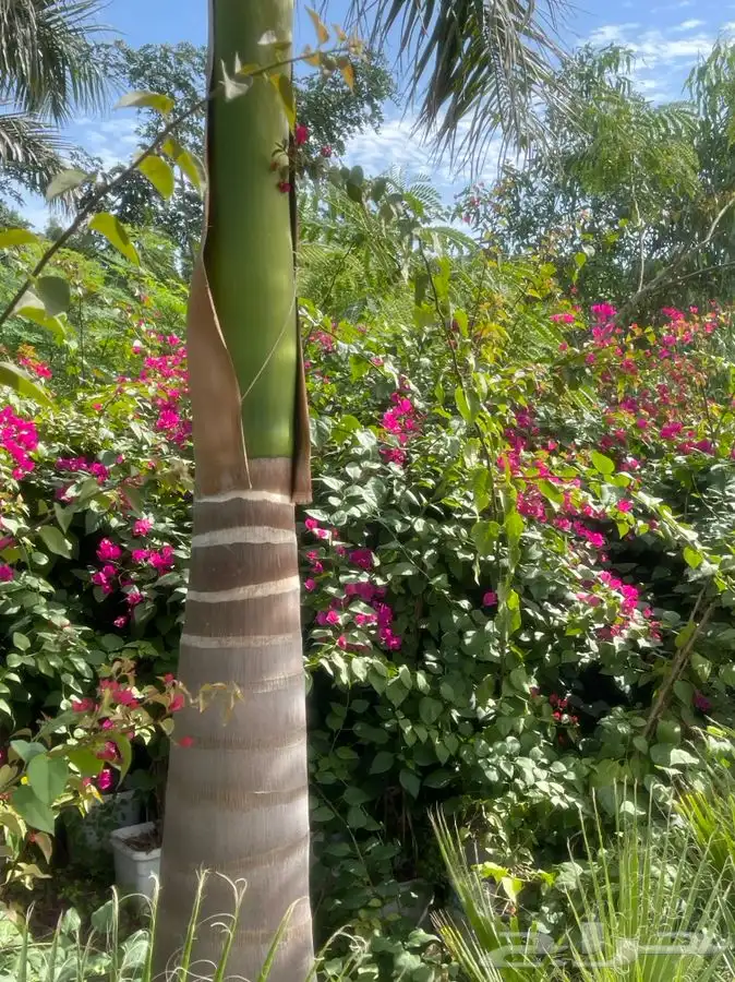 مشاتل التكامل الخضراء لجميع انوا الاشجار 0533351329 9